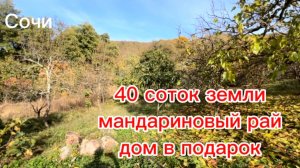 Огромный земельный участок в Сочи с фруктовыми деревьями. До моря 10 минут.