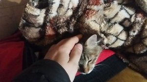 котейка чилит