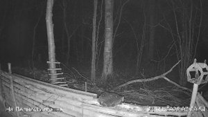 🍂НОЯБРЬ в ЛЕСУ онлайн #Relaxing #природа #звуки леса #птицы #погода🍁