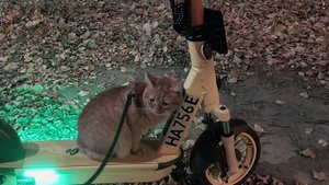 Классное видео о рыжем коте: 355 выпуск о реальном рыжем коте