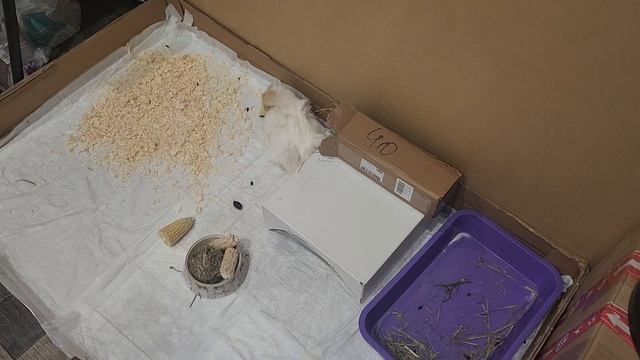 Морские свинки Улли и Пулли помирились после ЧП