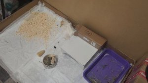 Морские свинки Улли и Пулли помирились после ЧП