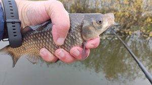 Бедринское озеро, Октябрь, Ловля Карася на рычажный поплавок и поплавок с отягощением на антенне