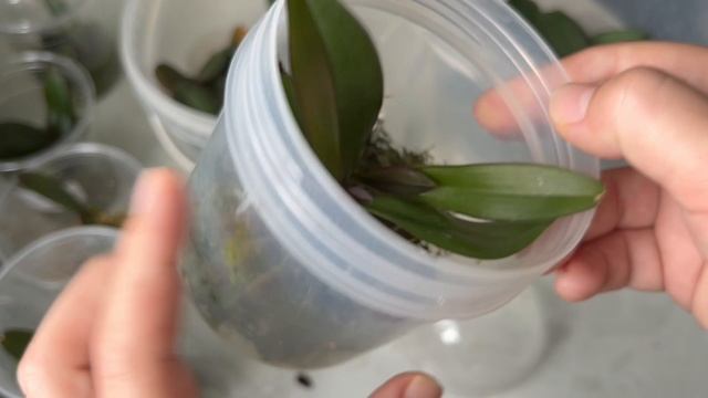 Орхидеи из фласки выросли. Пора пересаживать смотреть онлайн