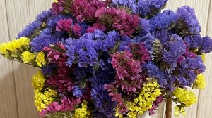 Собираю урожай с Алоказии! Закупка семян!  Балую своих мужчин!