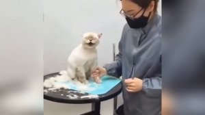 📺 Самые смешные кошки и собаки видео 2025😼🐶попробуй не засмеяться →😜