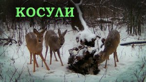 Солонец для косули Фотоловушка в лесу