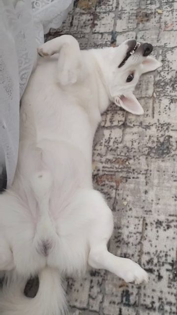 petal_20251104_162600.mp4