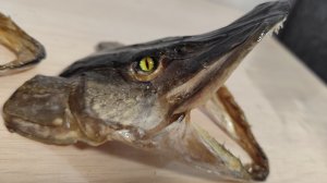 ЧУЧЕЛО ЩУКИ! #рыбалка #fish #fishing #природа #отдых #рыба #поделка #сделай сам #хобби #щука #чучело