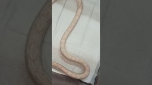 Карамелька. Маисовый полоз. 4 ноября 2025 г.