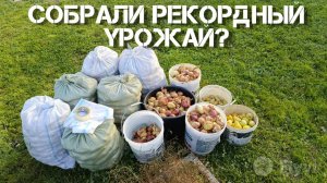 🌽🍅🥕Собираем рекордный урожай. 🥔Один день в деревне.