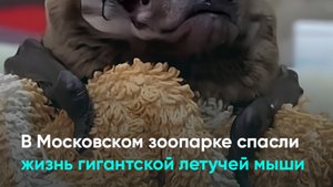 В Московском зоопарке спасли жизнь гигантской летучей мыши