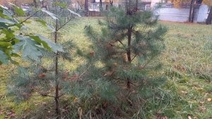 Собака -валяка и осенняя красота природы