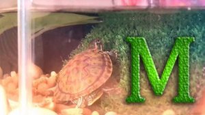 Манго! Красноухая черепашка