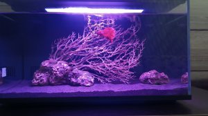 Минусы и доработка аквариума Xiaomi Mijia Smart Fish Tank Black (MYG100)