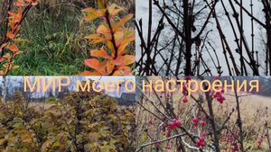 03.11.25 Дача Выборг.Самое время для обрезки и формирования смородины.