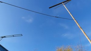 04.11.25 г. Андижанская порода голубей (2)