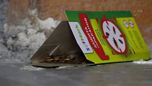 ИНСЕКТАРИУМ В МНОГОКВАРТИРНОМ ДОМЕ