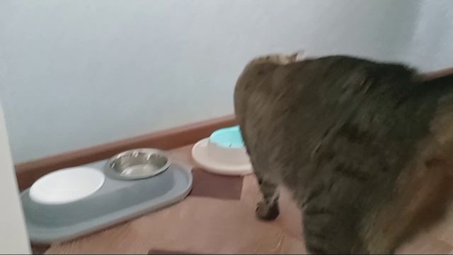 ЖИЗНЬ КОТОВ 5 сезон 3 серия Новая кошка