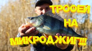 Трофей на МИКРОДЖИГ 💪 Крупный ОКУНЬ любит маленькие ПРИМАНКИ 👍