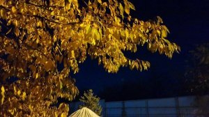 Жёлтые листья, черешня осенью, вечер