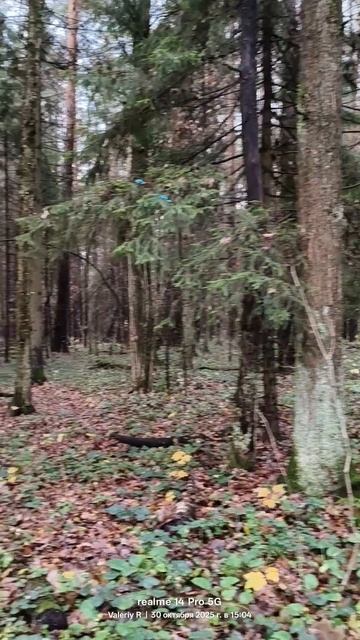 Лесопарк Лосиный остров, прогулка 🌳🌲🍂🍂🌳🌲 30.10.2025 смотреть онлайн
