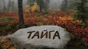 Тайга сл. Якушев Н. В. Муз. Suno. Фото Giga Chat. Max.