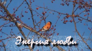 А за городом зима-зима и снегири❄️#relax Наполняет энергией любви