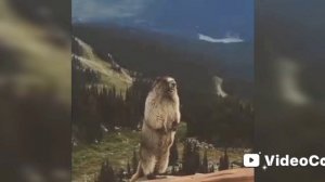 денис, орет 2 минуты скекоб ХЕЙТЕР