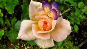 Одинокая роза