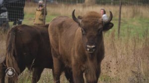 ОТКРЫТИЕ ВОЛЬЕРА "ЗУБРИНЕЦ" В НП "Смоленское Поозерье"