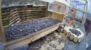 🔴24/7 Кормушка в лесу онлайн "Кафе Лесное" #Relaxing #природа #звуки леса #ноябрь