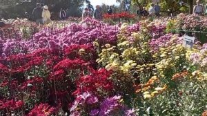 Бал хризантем. 2025.