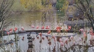 Московский зоопарк  розовые фламинго