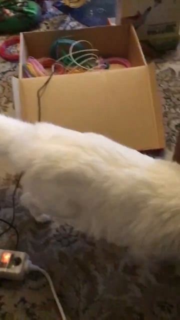 Санкт -Петербург. 04.11.2025. В гостях у Персика кошечка Шуанетта. Эпизод 5