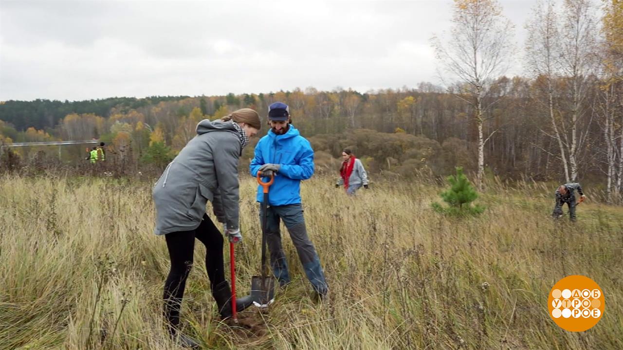 Сажаем лес! Доброе утро. Фрагмент выпуска от 04.11.2025