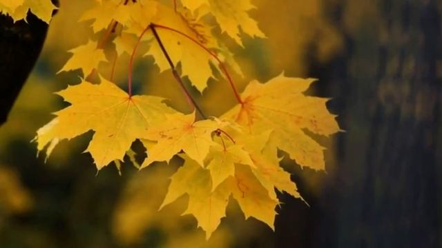 Настроение Осень.. смотреть онлайн