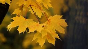 Настроение Осень..