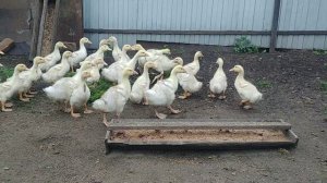 КУДА ОДИН,ТУДА И ВСЕ).Видео Татьяны Крестьянсковой