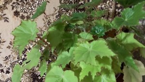 Разноцветные листья у цветка