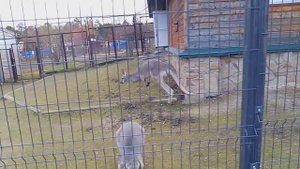 Челябинские кенгуру заходят в дом с разбега