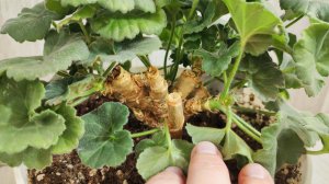 ЛЬЮ в ГЕРАНЬ в ЗИМу и самый слабый цветок оживет и зазеленеет