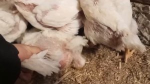 Жизнь на ферме: от рассвета до заката"