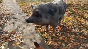 На улице ноябрь, погода стоит в эти дни просто волшебная. Золотая осень рассыпала разноцветные краск