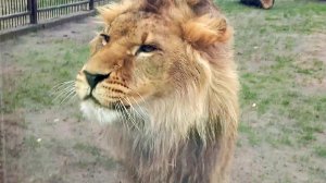 Лев ШЕРХАН  - звезда YouTube. Наш царь выдумщик. Гости из Африки у африканского царя. (1 выпуск)