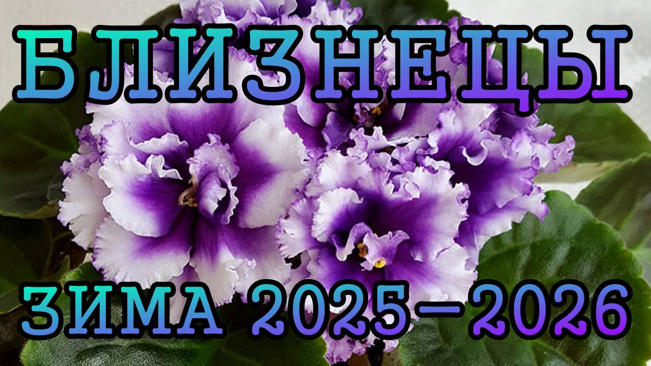 БЛИЗНЕЦЫ таро прогноз на ЗИМУ 2025-2026 года (декабрь 2025, январь и февраль 2026)