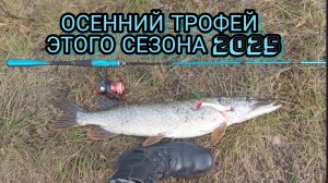 Осенняя трофейная щука этого сезона.