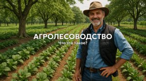 Агролесоводство: решение главных проблем сельского хозяйства