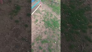 прогулка с Басиком 😸😺😸/идем в магазин /гуляем с Басиком/обзор на наши площадки