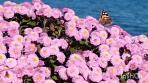 InShot_20251102_184944103.mp4